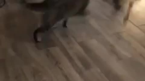 Cat VS Dog funny fight 😂