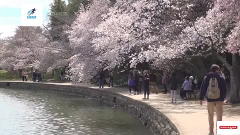 Cherry Blossoms blooming in Washington, DC