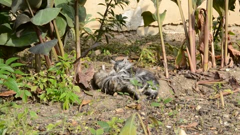 Kittens playing in a garden #cutekitty