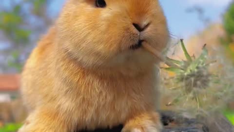 Cute little bunny eating dandelion cute pet rabbit