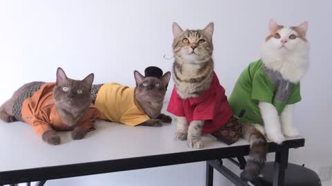 Feline Eid: Dressing Malaysia’s cats for the Muslim holidays