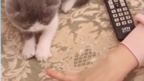 Cute catZ video _ try not to laugh