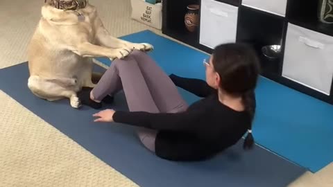 🐕 pet workout