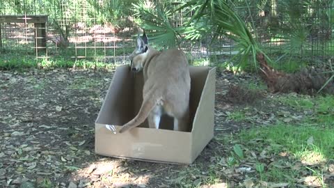 GRANDES FELINOS gostam de caixas também!