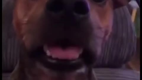 Funny dog try not to laugh 5 seconds
