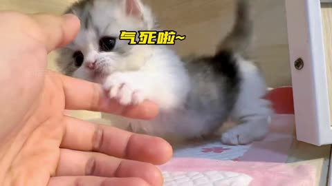 Super cute healing kitten