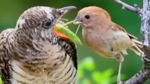 Amazing birds video eats food amazing