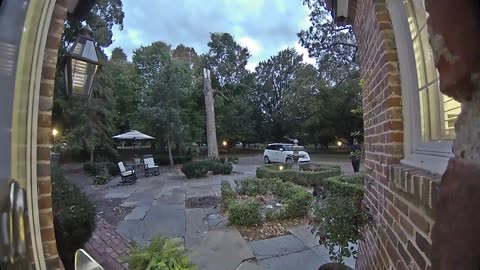 Doberman Puppy Smacks Into Glass Door