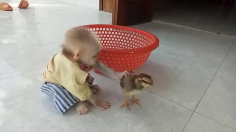 Baby Monkey Ape Take Care Baby Chicken_Cut