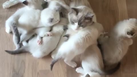 Mamma kitten attacked by swarm of hungry kittens