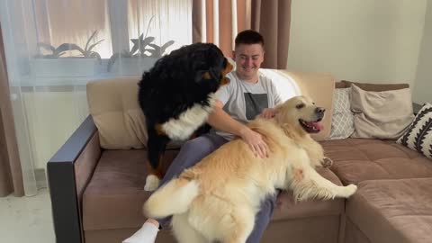Which dog is more jealous: Golden Retriever or Bernese Mountain Dog?