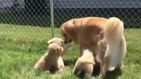 Funny dogs video /funny dogs video 2022/#funny #cute dog