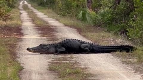 Alligator chills in the middle of the road, blocking cyclists' way