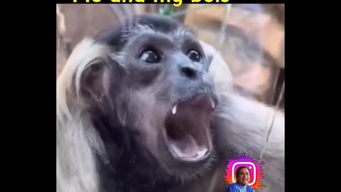 When light has gone in my hostal than me and my friend 😅😅😅. || Monkey 🐒 funny video