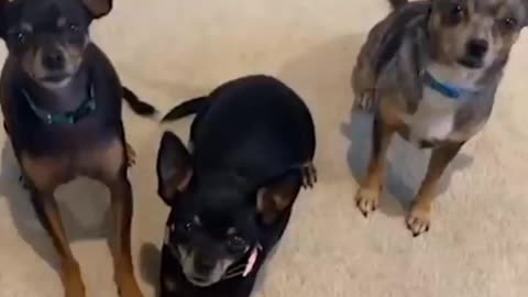 Pups has the sweetest dance when owner sing song