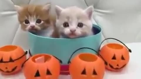 What a purrrfectly adorable treats