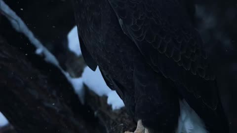 I love Eagle ❤️ Do you