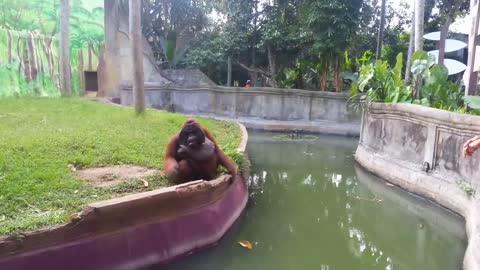A Wise Orangutan Trades Fairly with a Human