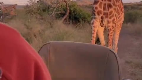 People Get Chased By Giraffe
