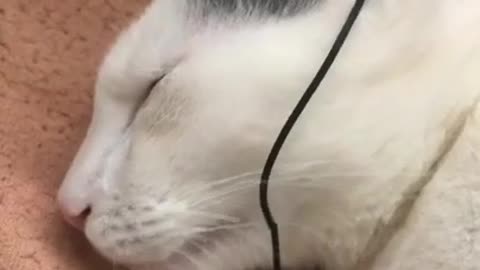 Cat's Hilarious Reaction to Catchy Tunes! 😂😂