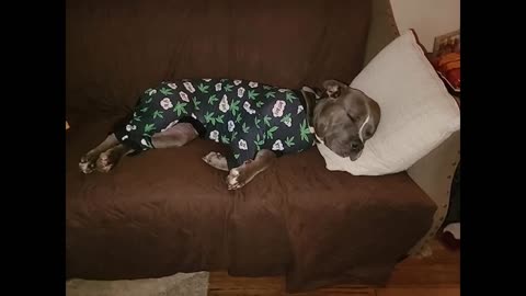 Tooth and Honey Pitbull PajamasLightweight Pullover PajamasFull Coverage Dog pjsDog Onesie J...