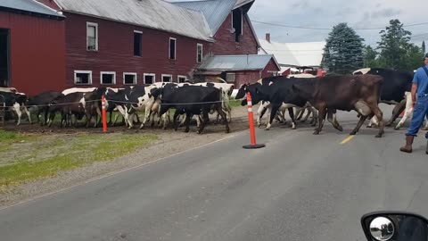 Cows Stopping Traffic