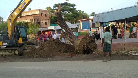 How to uproot a big tree