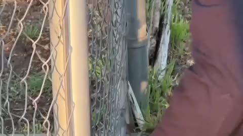 Puppy rescued after found with head stuck in gate