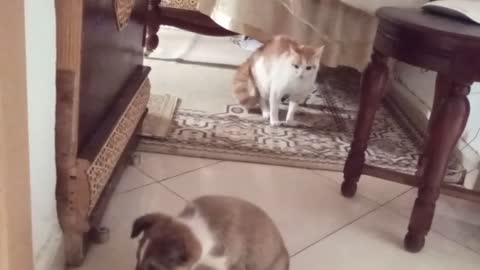 Cat vs dog 😂😂