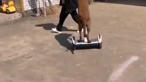 Funny dog video😂😂😂