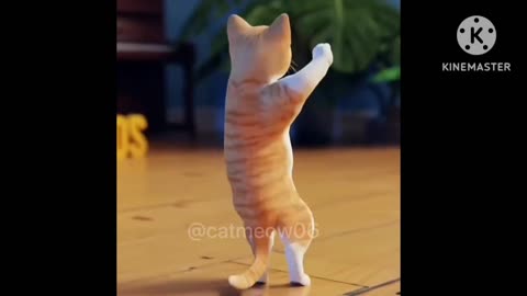 😻😻 BEST CITIES CAT DANCE 😻😻.#viral.#trending.#cat