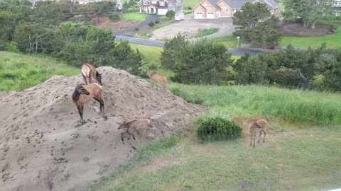 Baby Elk Play King of the Hill on Oregon Coast