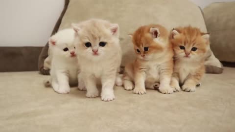 The first independent eating food of tiny kittens _ ASMR _ Too cute