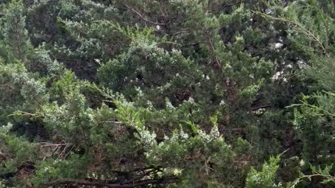 Juniper Cedar Trees
