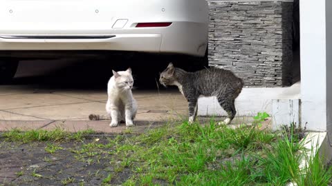 Street Fighter for Cats