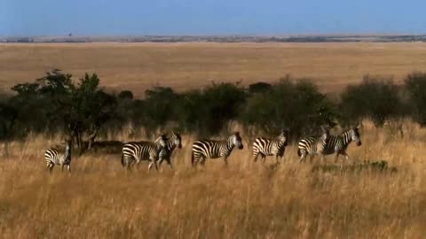 Great Migration Wild Ones Episode 11 Free Documentary Nature