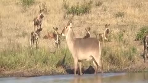 Hippo attack Waterbuck