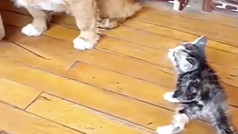 Funny cat & dog