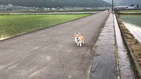 遅れてきた私に気づき、ダッシュで迎えにきてくれたコーギー陽菜ちゃん（Hina-chan）