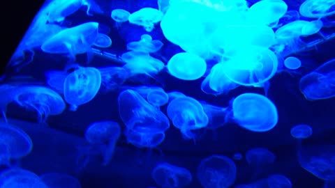 Blue Jellyfish