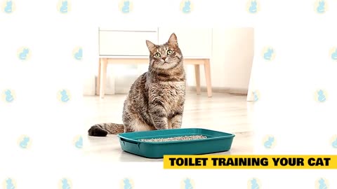 Cats 101 : Basic Cat Training Tips