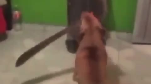 Dog attacks owner with a machete