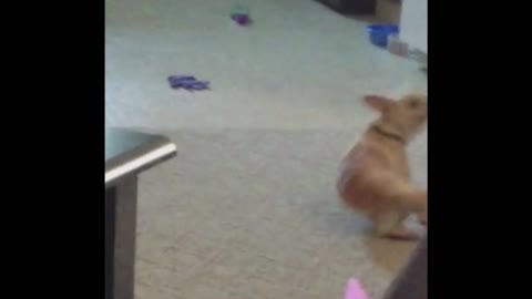Chihuahua Finds New Way To Scratch Butt