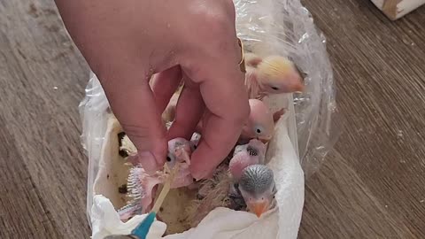 Feeding Babies parrots