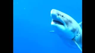Meet this HUGE White Shark 🤩🦈