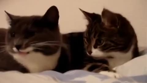 cats talk to each other