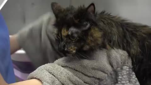 Brilliant Tortie cat ESCAPES the Rage Cage!