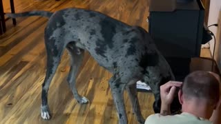 Great Dane attacks human with deadly weapon!