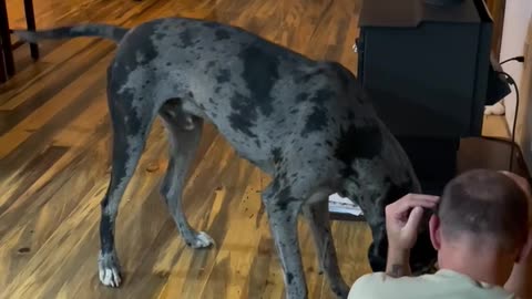 Great Dane attacks human with deadly weapon!