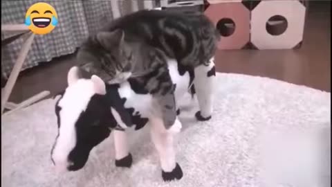 Funny animals video